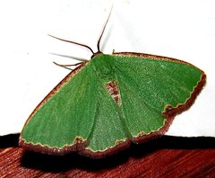 Heterorachis devocata