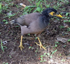 Acridotheres tristis