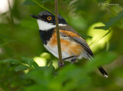 Batis capensis capensis