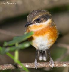 Batis capensis capensis