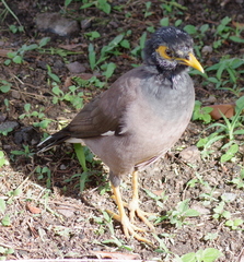 Acridotheres tristis