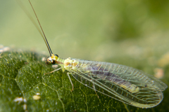Chrysopa coloradensis
