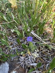 Gentiana prostrata