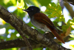 Terpsiphone viridis granti