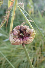 Ustilago trichophora