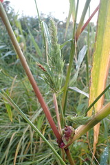 Ustilago trichophora