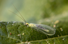 Chrysopa coloradensis
