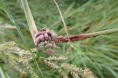 Ustilago trichophora