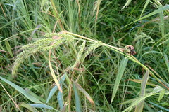 Ustilago trichophora