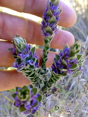 Amphithalea imbricata