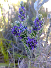 Amphithalea imbricata