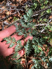 Lomatium multifidum