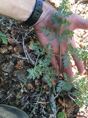 Lomatium multifidum