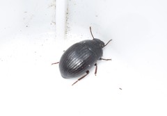 Micrositus orbicularis