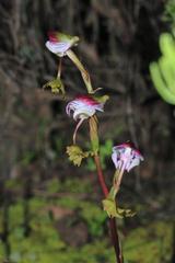 Disa spathulata spathulata