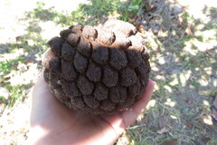 Annona crassiflora
