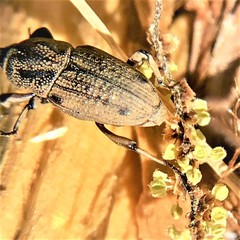 Sphenophorus venatus