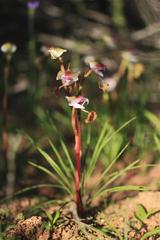Disa spathulata spathulata
