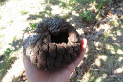 Annona crassiflora