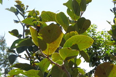 Annona crassiflora