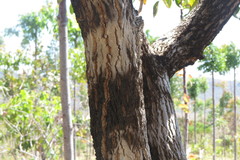 Annona crassiflora