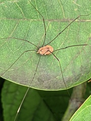 Leiobunum aldrichi