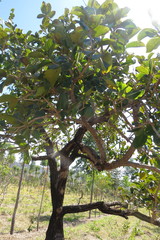 Annona crassiflora