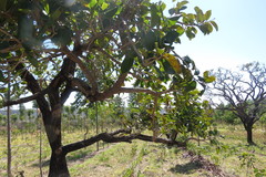 Annona crassiflora