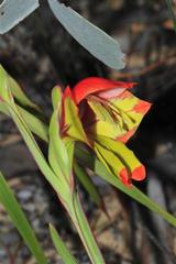 Gladiolus speciosus