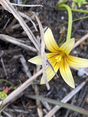 Romulea flava