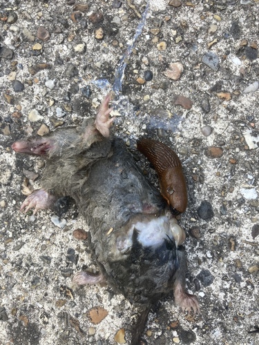 European Mole, Kwartsstraat, Groningen, Groningen, NL, photo 7 of 10