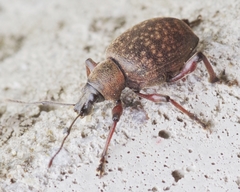 Dodecastichus mastix