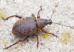 Dodecastichus mastix