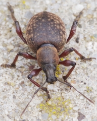 Dodecastichus mastix