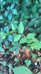 Lonicera maackii