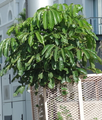 Heptapleurum actinophyllum