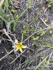 Romulea flava