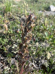 Pedicularis lanata