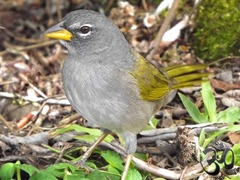 Embernagra longicauda