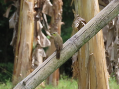 Machetornis rixosa flavigularis