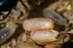 Camponotus sylvaticus