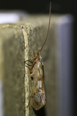 Limnephilus marmoratus