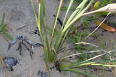 Gladiolus gueinzii