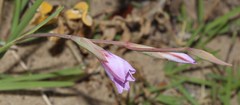 Gladiolus gueinzii