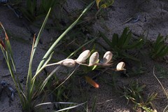 Gladiolus gueinzii