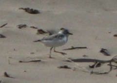 Charadrius marginatus arenaceus
