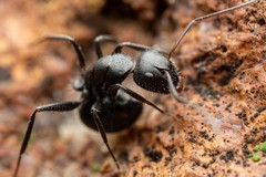 Camponotus ulcerosus