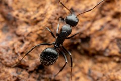 Camponotus ulcerosus
