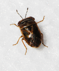 Geocoris stellatus