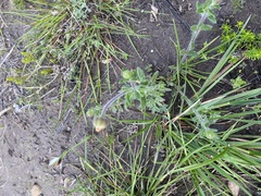 Senecio arniciflorus